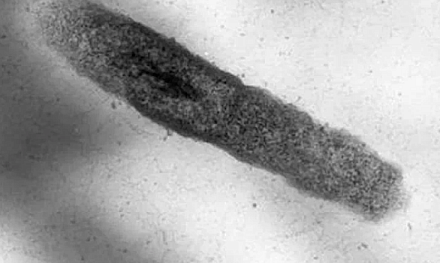 Прорыв в борьбе с инфекцией